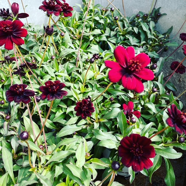 Chokladblomma