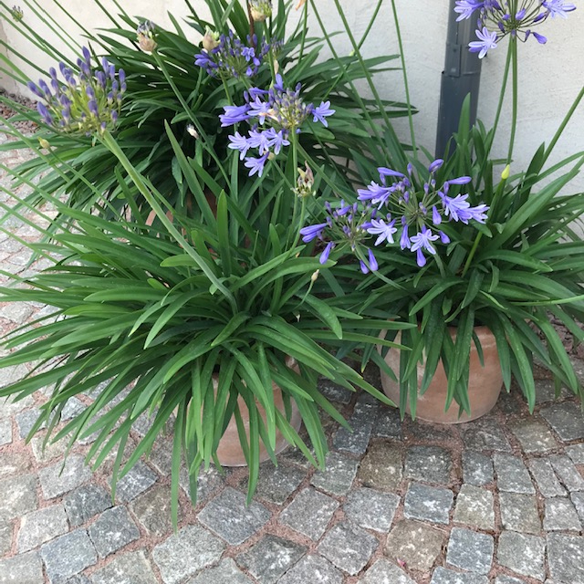 Afrikas blomma