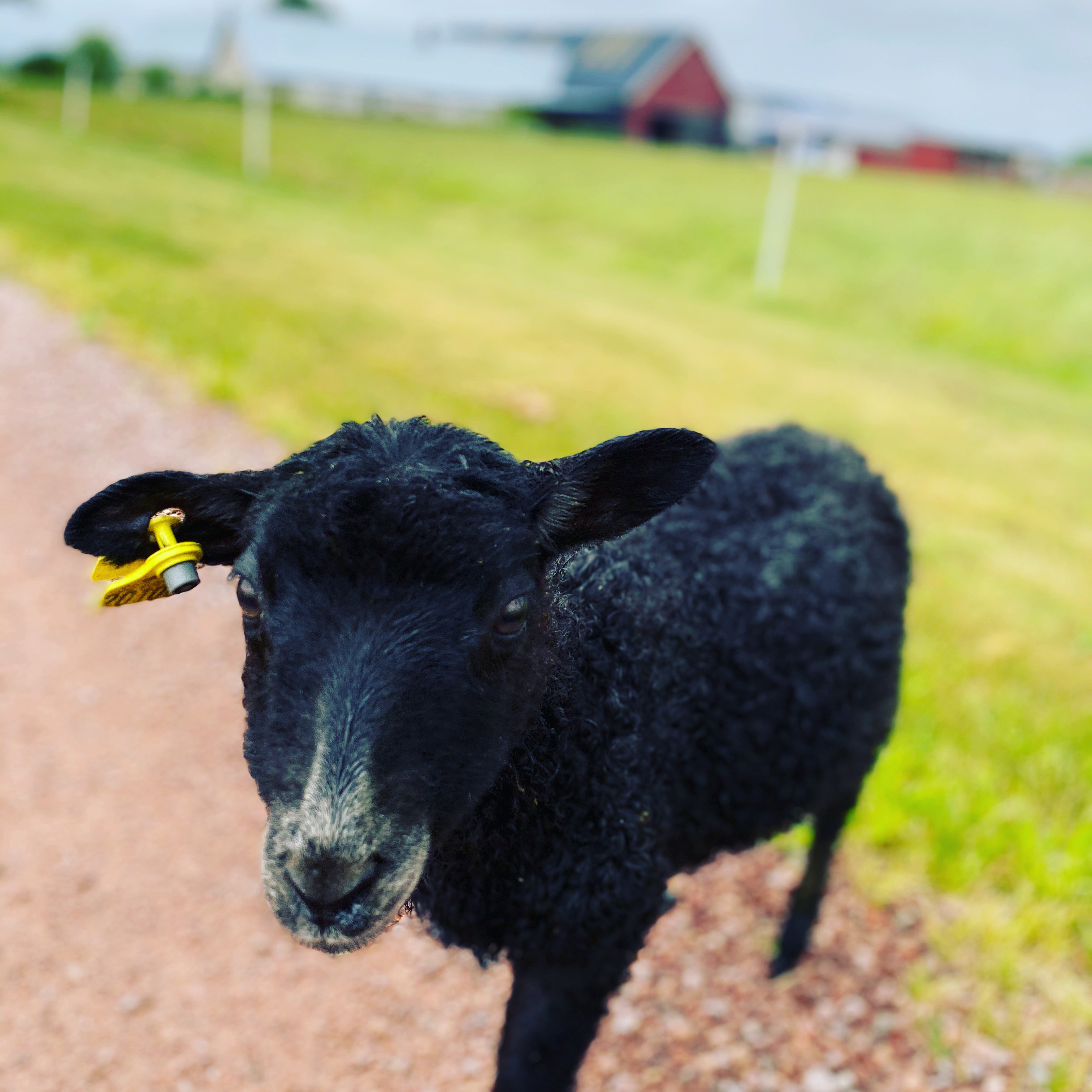 får